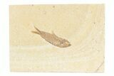 Detailed Fossil Fish (Knightia) - Wyoming #361076-1